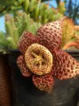 Stapelia